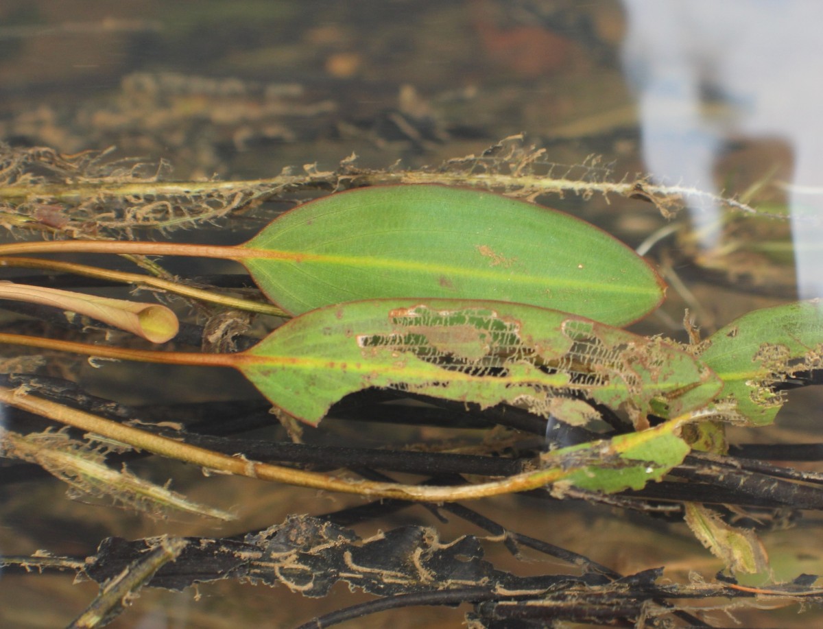 Potamogeton nodosus Poir.